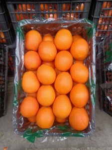 批发 零售  社区团购  超市门店  水果长期供应